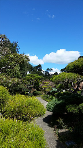 photograph of Japanese tea garden path